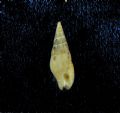 Mitrella lanceolata